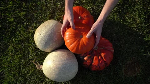 Pumpkins on a grass close up the man puts the pumpkin next to other pumpkins. Stock Footage 211114473