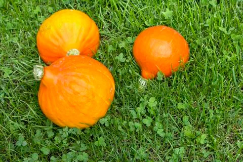 Pumpkins in the grass Stock Photos