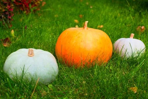 Pumpkins on grass Stock Photos
