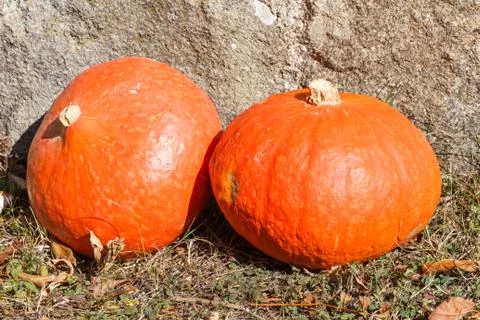 Pumpkins on grass Stock Photos