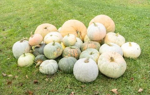 Pumpkins on grass Foto stock