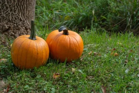 Pumpkins on Green Grass Next to a Tree Stock Photos