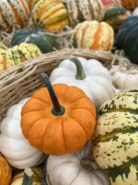 Pumpkins on grey concrete background. Storage of vegetables Stock Photos