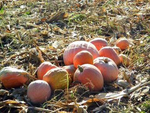 Pumpkins on the ground at farm Photos