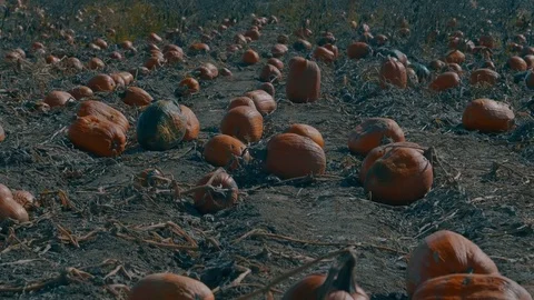 Pumpkins on the ground Stock Footage 81835038