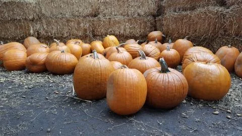 Pumpkins on the ground in front of stacks of hay Stock Photos