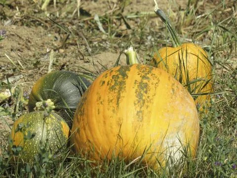 Pumpkins on the ground in Romania Stockfoto's
