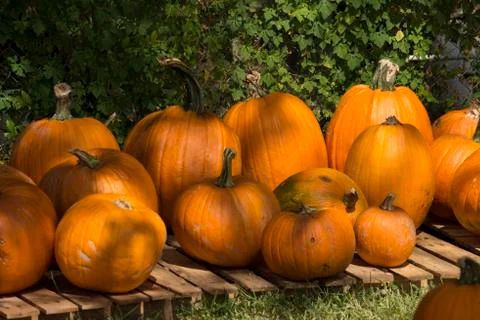 Pumpkins in a group Foto stock