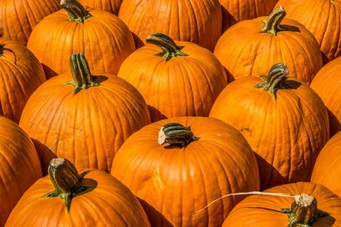 Pumpkins grouped together closeup Stock Photos