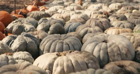 Pumpkins grouped together - white pumpkins Stock Footage 98219251