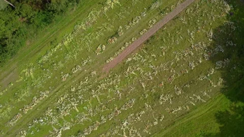 Pumpkins grow on the field top view Stock Footage 171483077