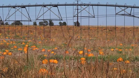 Pumpkins growing in field in Curry County Central New Mexico Stock Footage 247405288