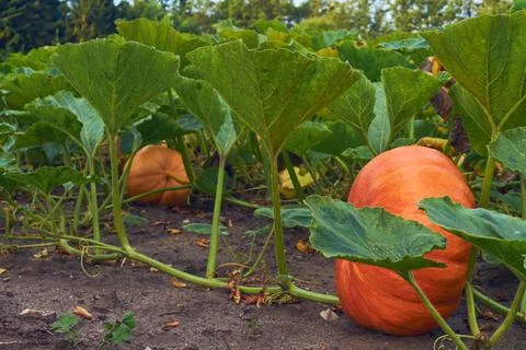 Pumpkins growing on field Stock Photos