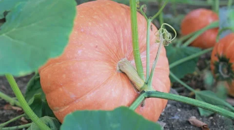 Pumpkins growing in the garden Stock Footage 68027419