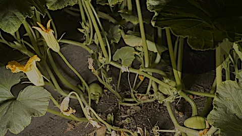Pumpkins Growing in the garden Stock Footage 116416214