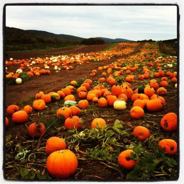 Pumpkins growing in patch Stock Photos