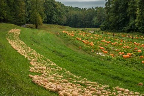 Pumpkins growing in a pumpkin patch Stock Photos