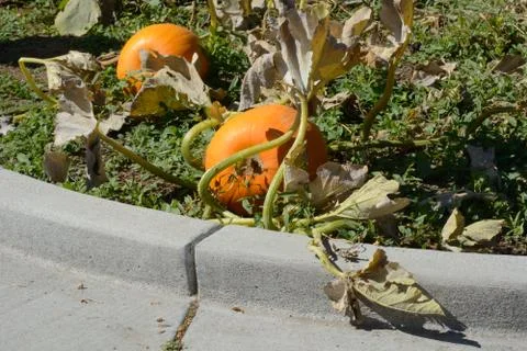 Pumpkins growing in suburban pumpkin patch Stock Photos