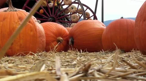 Pumpkins Halloween Vidéo 12701137