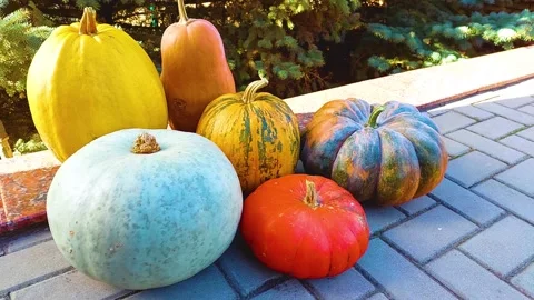 Pumpkins on Halloween Stock Footage 164328717