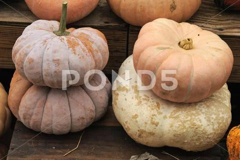 Pumpkins at Halloween market Stock Photos