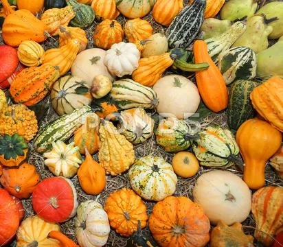 Pumpkins for halloween party for sale at the greengrocer shop Stock Photos