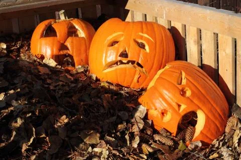 Pumpkins from halloween Stock Photos