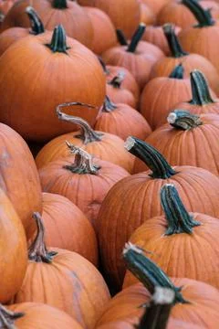 Pumpkins For Halloween Stock-Fotos