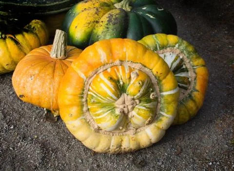 Pumpkins harvested Stock Photos