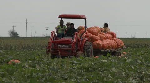 Pumpkins hauled from the field. Stock Footage 67818463