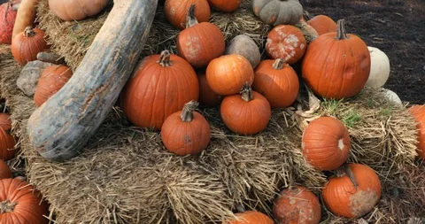 Pumpkins on hay barrel Stock Footage 98216168