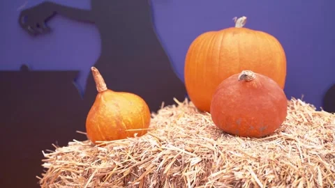 Pumpkins in the hay Halloween decorations Stock Footage 141948488