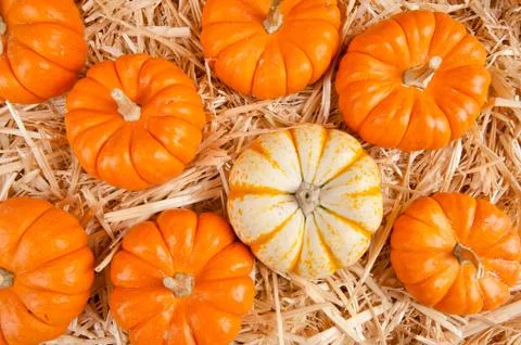 Pumpkins on hay Stock Photos