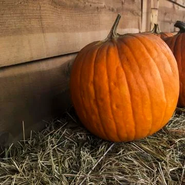 Pumpkins on haystack Stock Photos