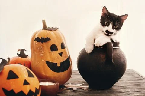 Pumpkins, jack-o-lantern, cat in witch cauldron, bats, spider, candle, autumn Stock Photos