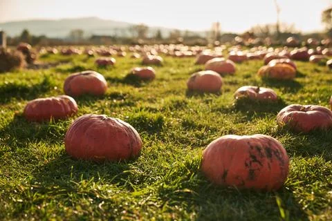 Pumpkins in large pumpkin patch. Stock Photos