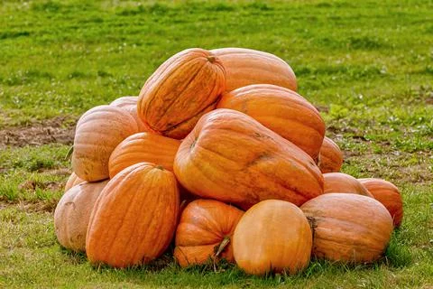 Pumpkins on the lawn Stock Photos