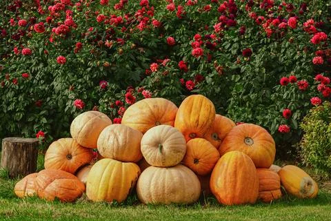 Pumpkins on the lawn Foto stock
