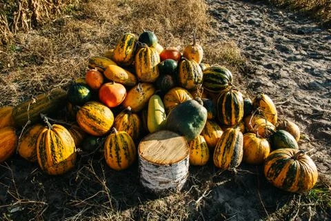 Pumpkins laying on the sun Stock Photos