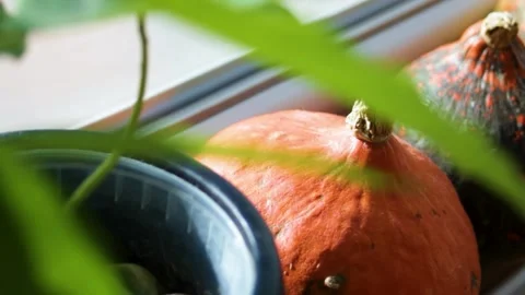 Pumpkins lie in calm harvest display near bright glass Stock Footage 344899780