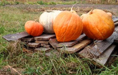 Pumpkins lie in the field Stock-Fotos