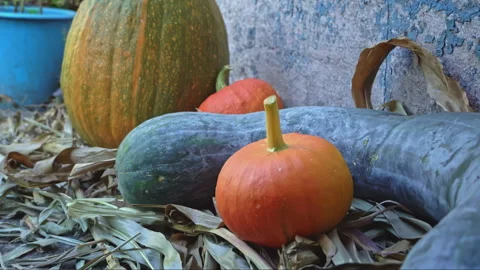 Pumpkins Lie Near Old Barn After Harvesting Stock Footage 252173554