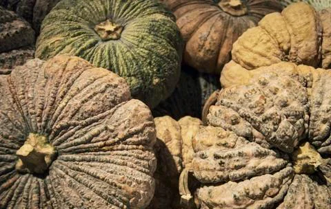 Pumpkins lie Stock Photos