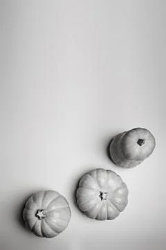 Pumpkins on a light blue background. Stock Photos