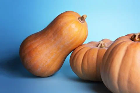 Pumpkins on a light blue background. Stock Photos