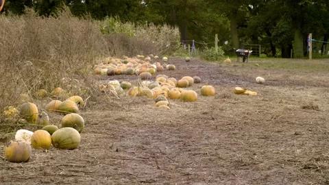 Pumpkins line the edge of a field Stock Footage 142259381