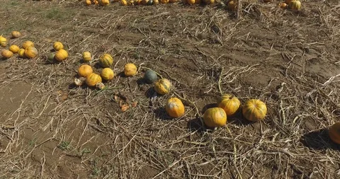 Pumpkins in line at field Stock Footage 119237782