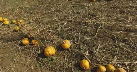 Pumpkins in line Stock Footage 119237756