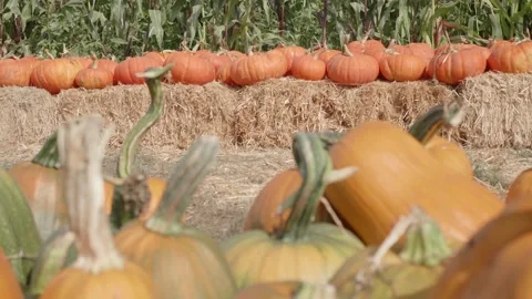 Pumpkins lined up in front of a corn field Stock Footage 139502916