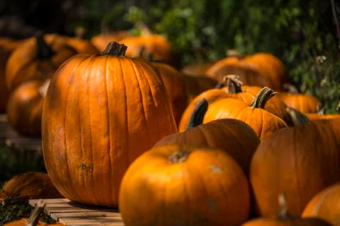 Pumpkins lined up in group Stock Photos